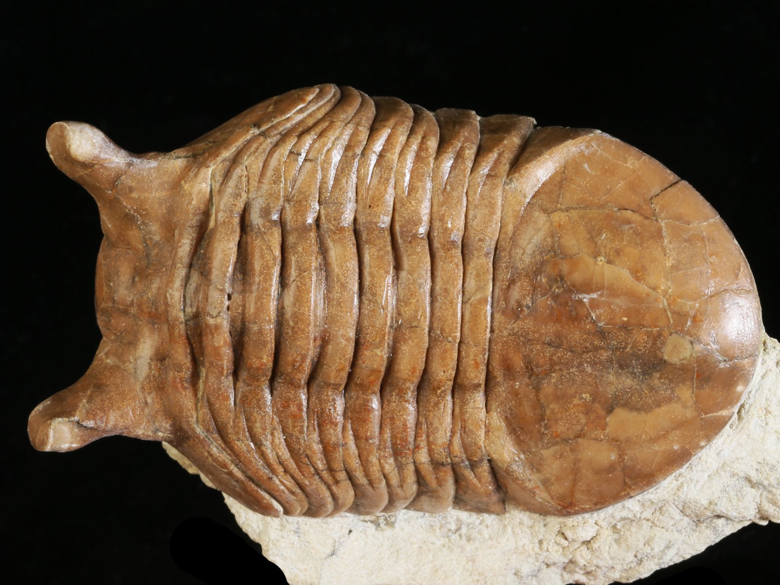 ap 10984 1 Asaphus punctatus LESSNIKOVA 1952 - Image 2