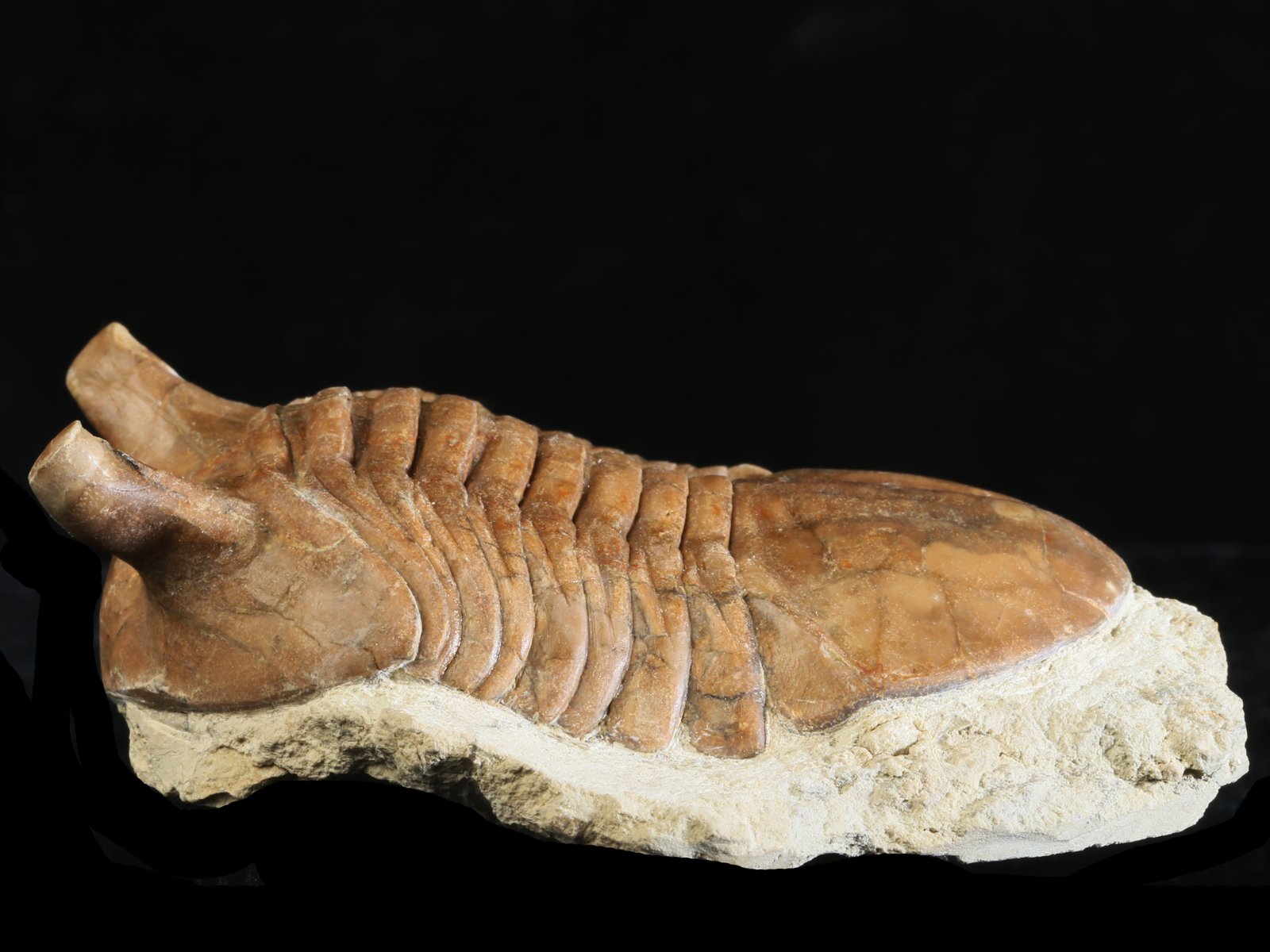 ap 10984 2 Asaphus punctatus LESSNIKOVA 1952 - Image 3