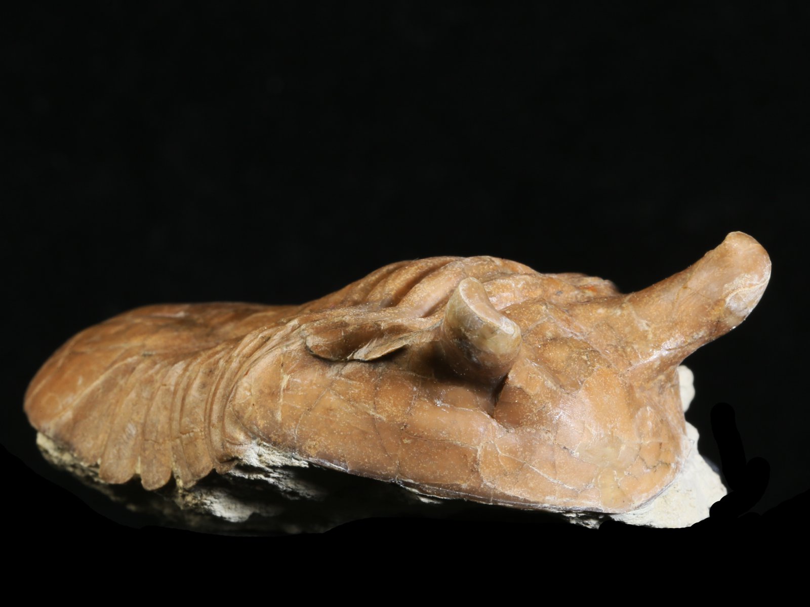 ap 10984 5 Asaphus punctatus LESSNIKOVA 1952 - Image 6