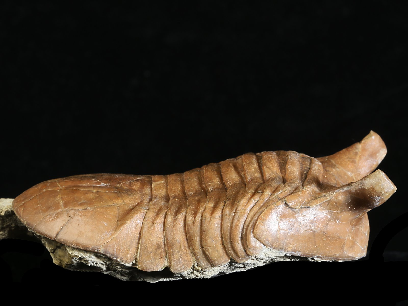 ap 10984 6 Asaphus punctatus LESSNIKOVA 1952 - Image 7