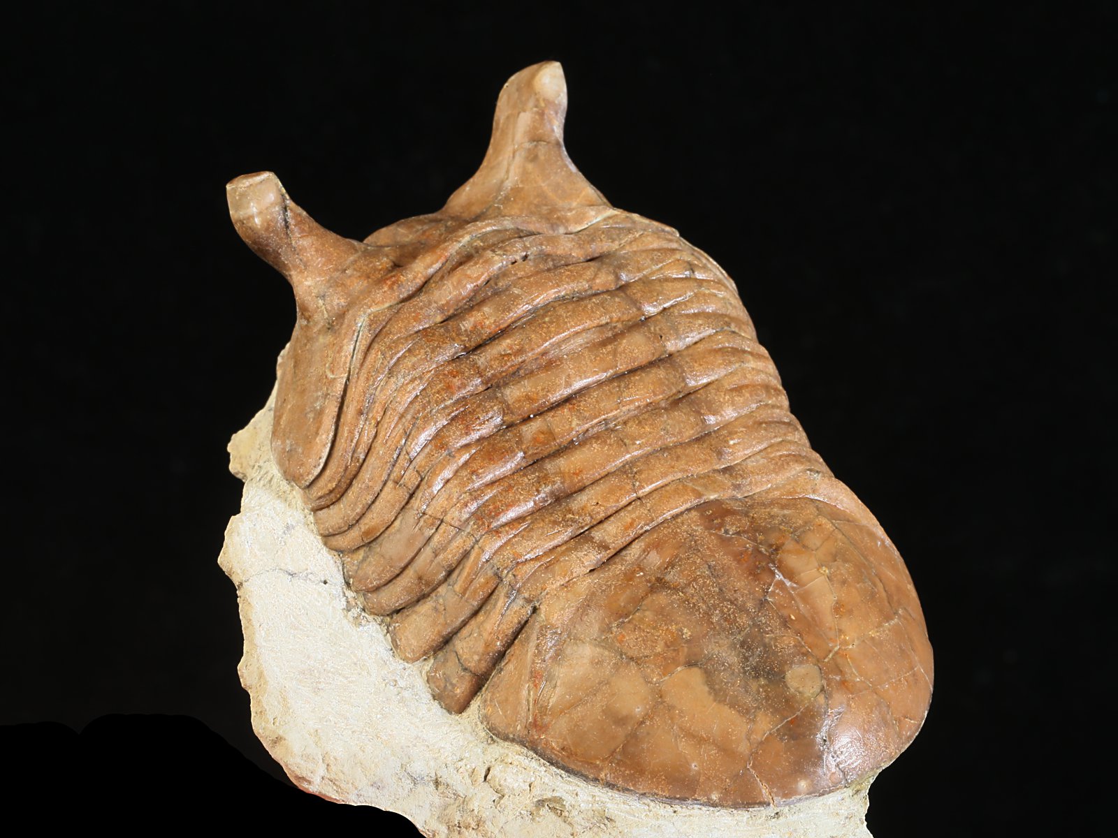 ap 10984 7 Asaphus punctatus LESSNIKOVA 1952 - Image 8