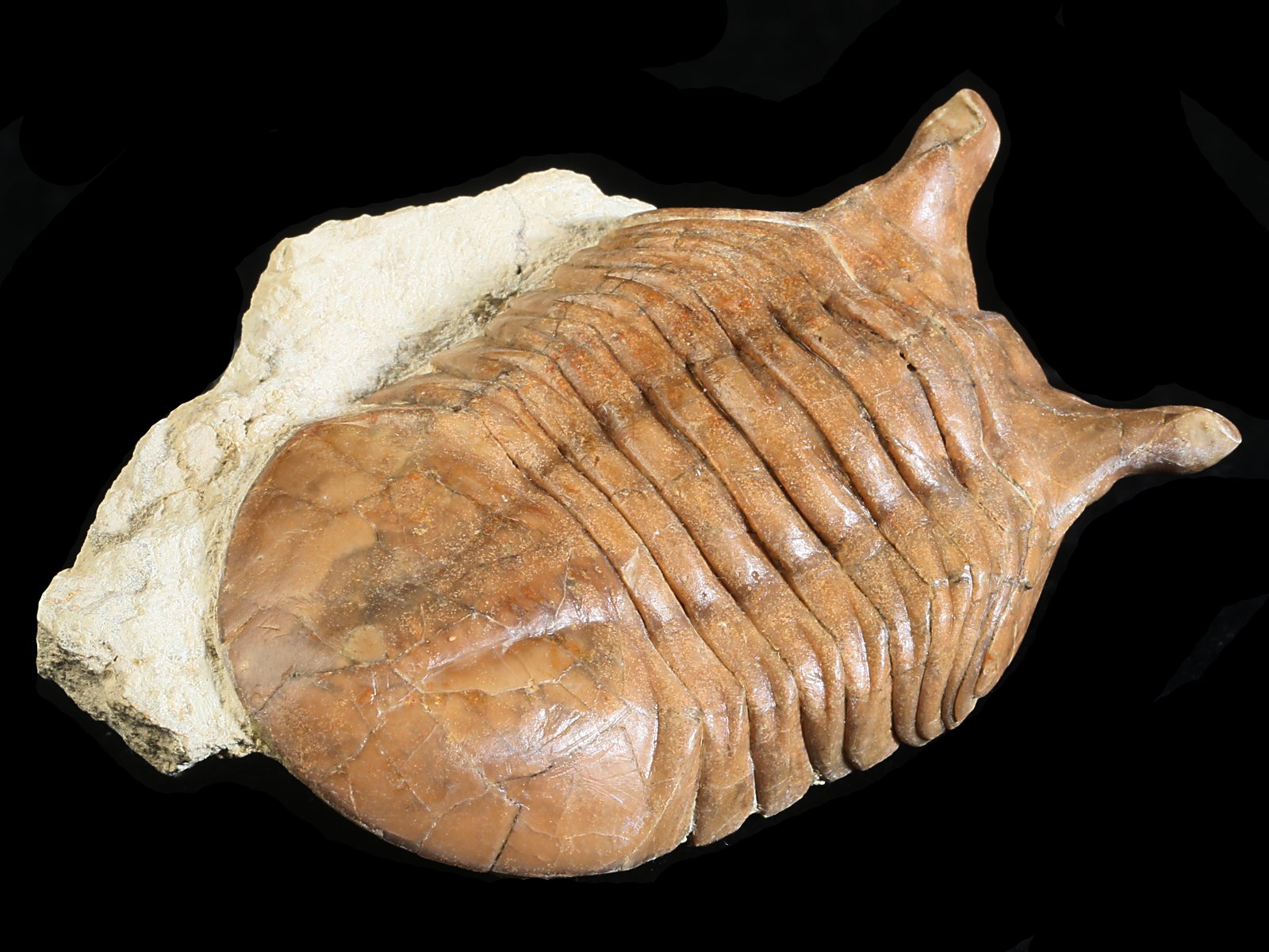 ap 10984 8 Asaphus punctatus LESSNIKOVA 1952 - Image 9