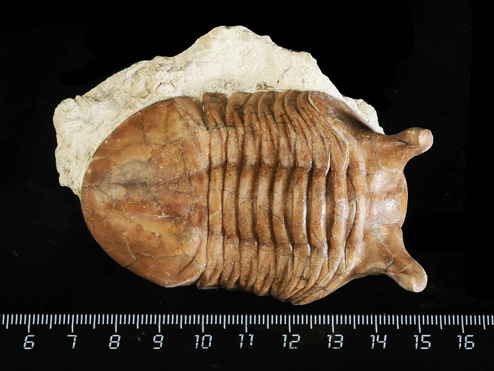 ap 10984 Asaphus punctatus LESSNIKOVA 1952