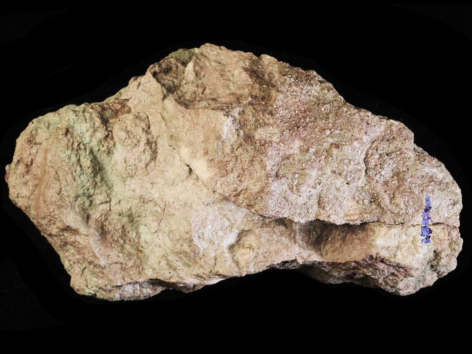 mgl 10979 1 Megistaspidella lamanskii (SCHMIDT 1906) - Image 2