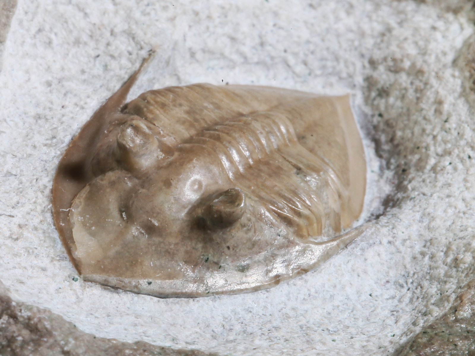 mgl 10979 10 Megistaspidella lamanskii (SCHMIDT 1906) - Image 11