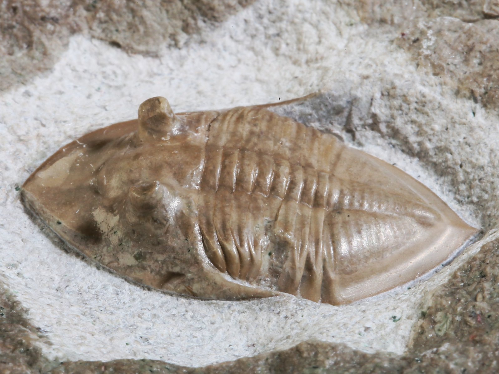 mgl 10979 12 Megistaspidella lamanskii (SCHMIDT 1906) - Image 13