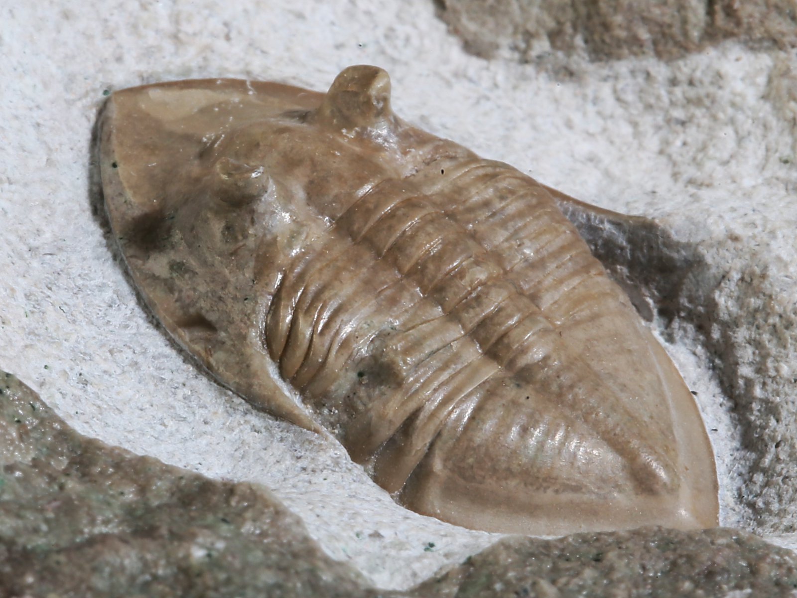 mgl 10979 13 Megistaspidella lamanskii (SCHMIDT 1906) - Image 14