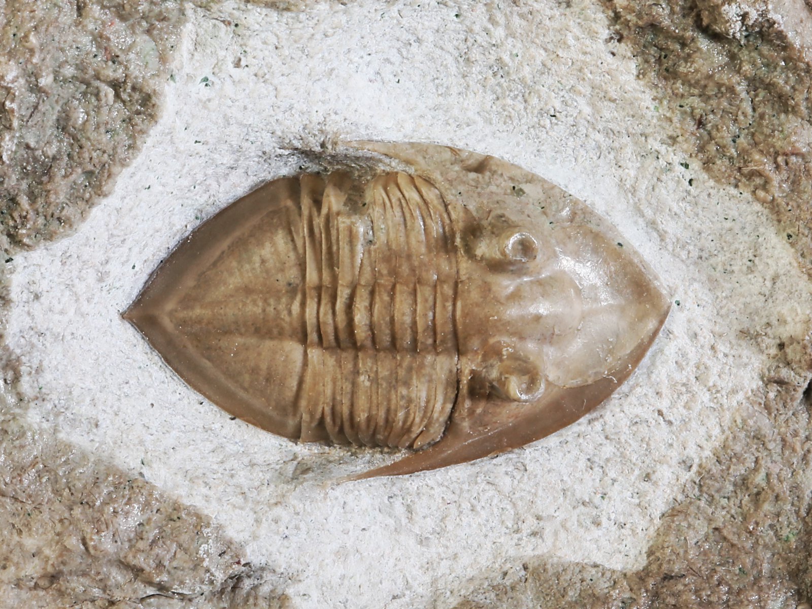 mgl 10979 14 Megistaspidella lamanskii (SCHMIDT 1906) - Image 15