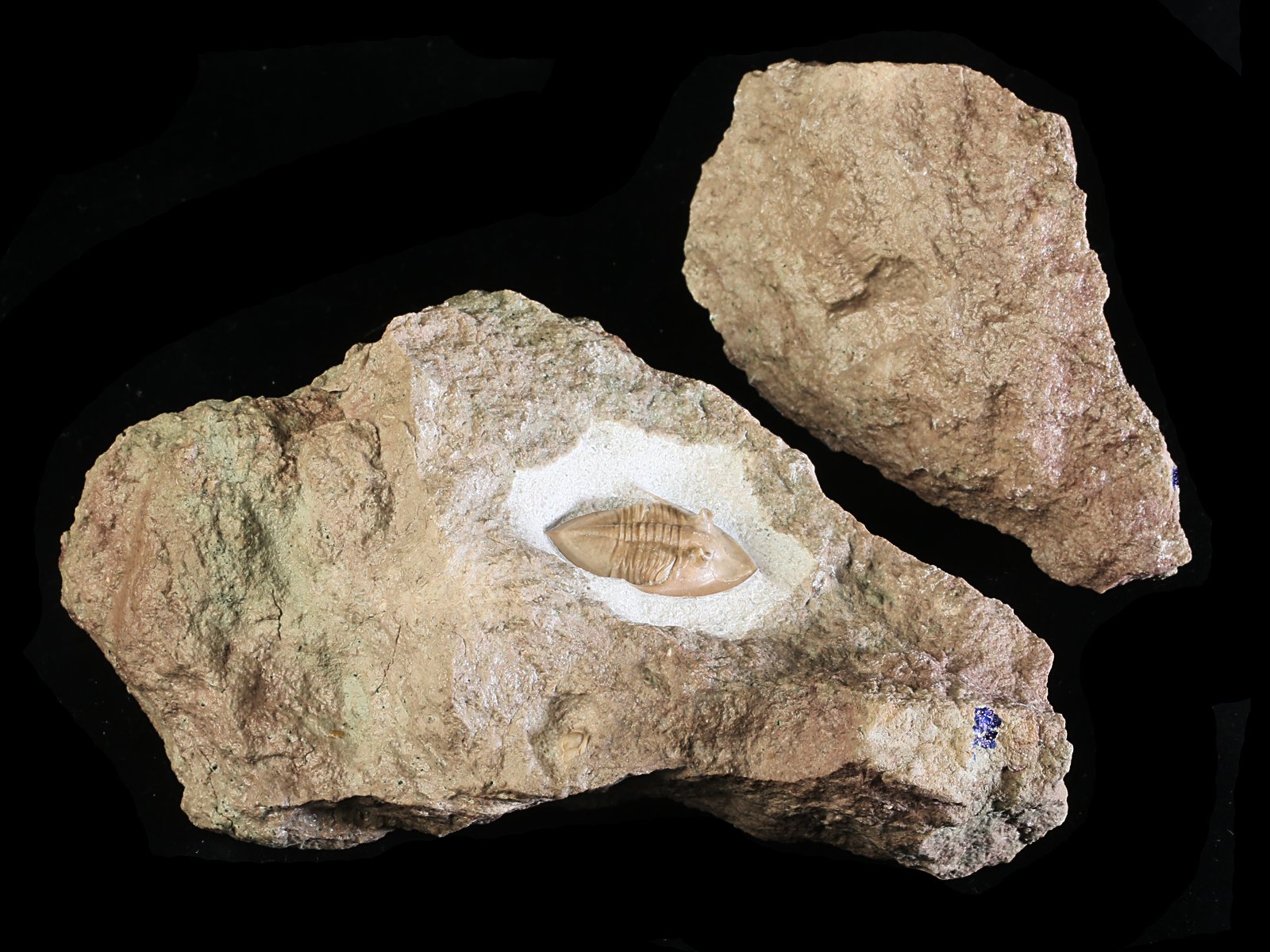 mgl 10979 2 Megistaspidella lamanskii (SCHMIDT 1906) - Image 3