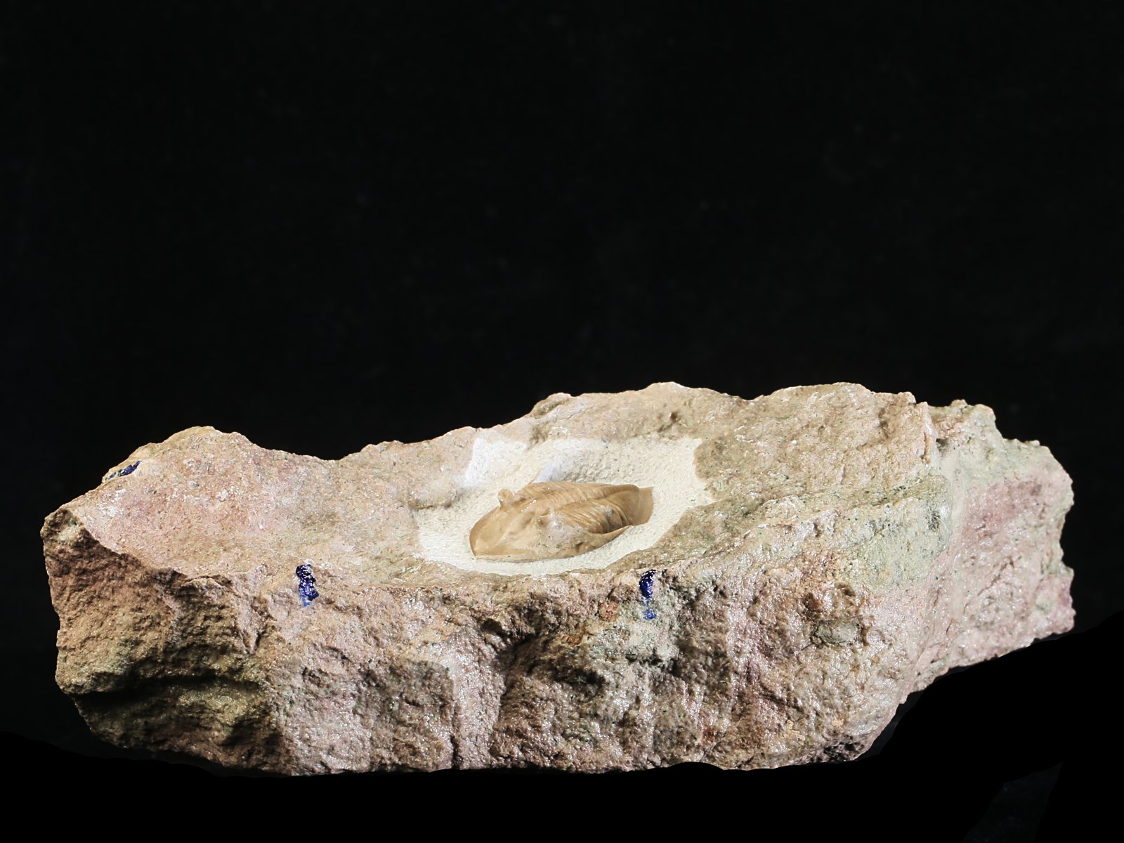 mgl 10979 5 Megistaspidella lamanskii (SCHMIDT 1906) - Image 6