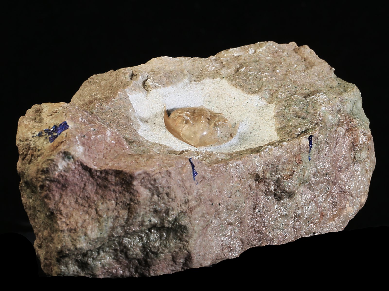mgl 10979 6 Megistaspidella lamanskii (SCHMIDT 1906) - Image 7