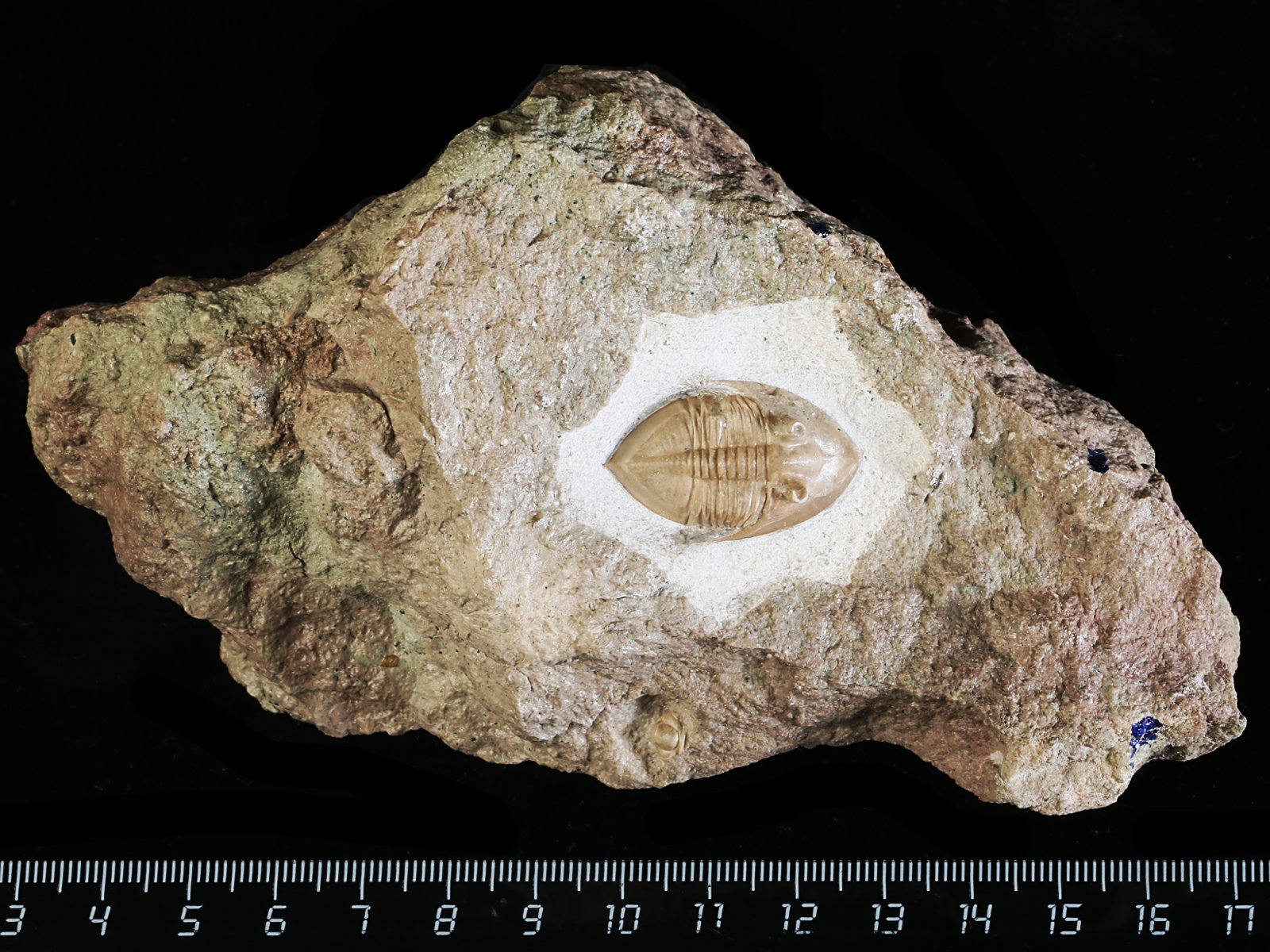 mgl 10979 Megistaspidella lamanskii (SCHMIDT 1906)