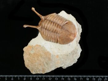 Asaphus kowalewskii LAWROW 1868