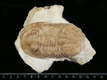 Pseudoasaphinus gostilicyensis BALASHOVA 1976